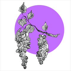 Vector illustration with grapes on a violet dot