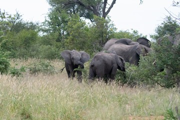 Fototapeta premium Family group of African elephants (Loxodonta africana) in the Timbavati Reserve, South Africa
