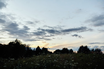  Green field with flowers on a background of trees