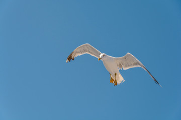 One big free white flying seagull and looking down on blue clean sky