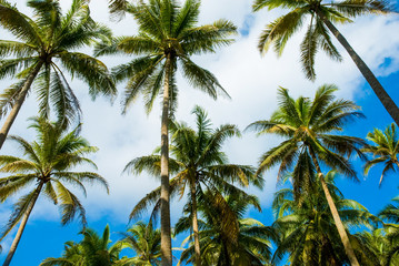 Fototapeta na wymiar Low angle view of coconut trees in Terengganu, Malaysia.