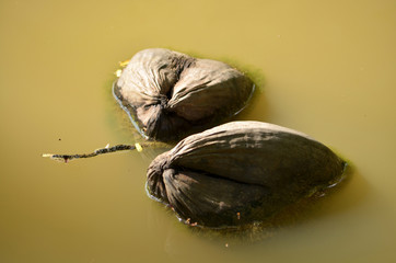 Tree in the backyard