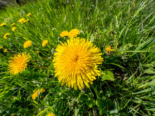 Bright yellow dandelion flowers in green grass against 