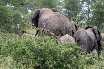 Family group of African elephants (Loxodonta africana) in the Timbavati Reserve, South Africa