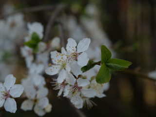 bright yellow dandelions in bloom. Spring day, green grass, beautiful landscape.