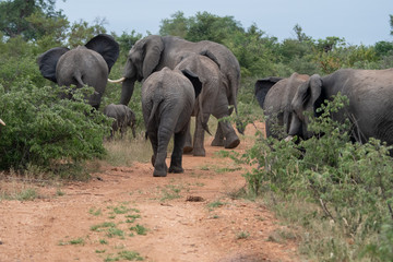 Obraz premium Family group of African elephants (Loxodonta africana) in the Timbavati Reserve, South Africa
