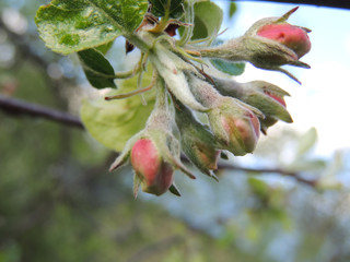 apple tree branch