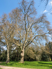 Obraz premium Arbres du parc du Château de Férrières-en-Brie en Seine-et-Marne en France