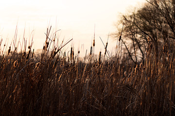 Fototapeta premium A photo of tall reeds and field grass were shot close-up on a background of blurry trees and sky. All was shot in pre-sunset light. Photo was taken for your design.