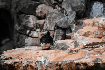 pingüinos en su habita natural