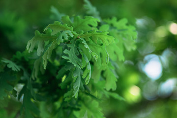 Green oak leaves on a branch close-up.