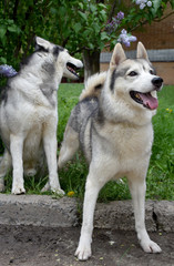 two dogs of the Siberian Husky breed on a background of blooming lilac