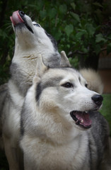 portrait of two siberian husky dogs