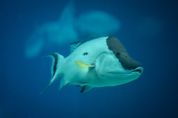 Peces en un acuario animales fauna vida marina 