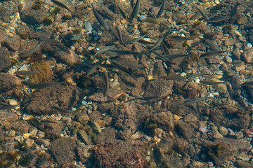 Lot of small fish in the sea under water, fish colony