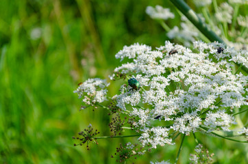 a bronze beetle sits on a flower Cetonia aurata growing in a meadow.