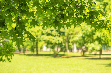 Fototapeta na wymiar Green background from leaves and maple tree i