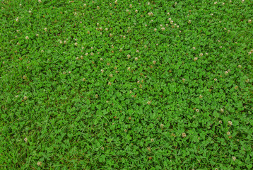 A greenish clover natural background
