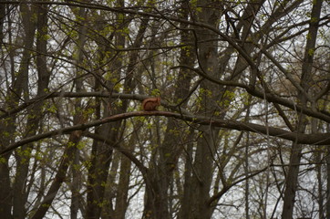 Squirrel on a branch in the spring.