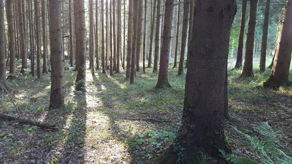 Im Wald