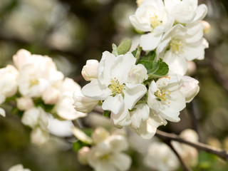 Apple trees in spring