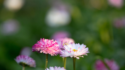 Obraz premium The first spring flowers