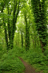 Trail in the park.