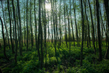 Obraz premium Forest in the morning