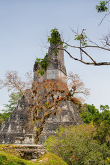 Mayan pyramids in Tikal, Peten region, Guatemala, Central America