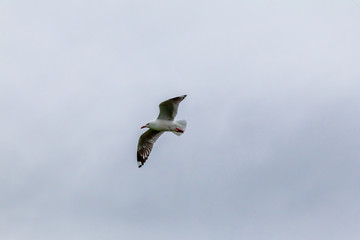 Flying seagull over the Pacific coast. Katiki point. South Island, New Zealand