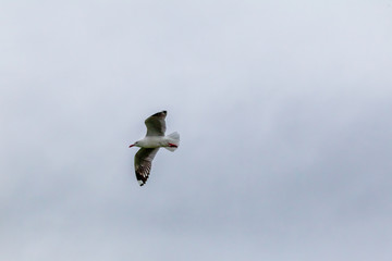 Flying seagull. Pacific coast. Katiki point. South Island, New Zealand