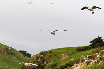 Seagulls soaring over the hills. Pacific coast of the South Island. New Zealand