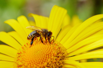 The Doronicum orientale (Leopard's Bane) with a bee close up. Season blooming Perennial flowers in early spring garden. Beauty of nature.