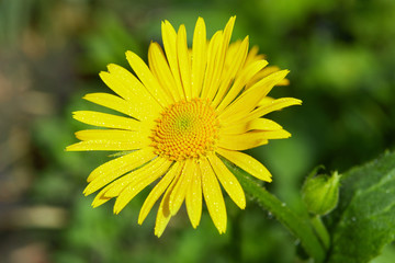 The Doronicum orientale (Leopard's Bane). Season blooming Perennial flowers in early spring garden. Beauty of nature.