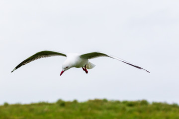 Soaring seagull over the Pacific coast. Katiki point. New Zealand