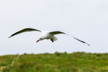 Soaring seagull. Katiki point. South Island, New Zealand