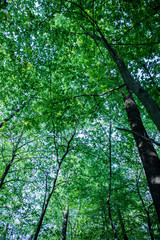 Fototapeta premium Trees in the forest