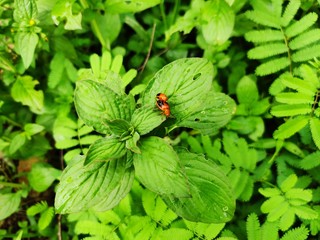 ladybug on a leaf