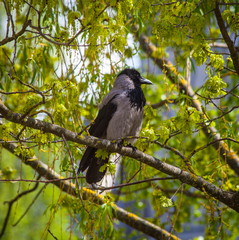 Crow on a branch