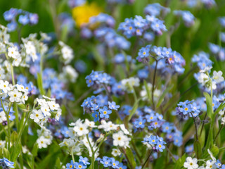 spring meadow with beautiful flowers in the garden during spring, Forget not me, flowers