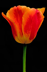 single orange tulip on black
