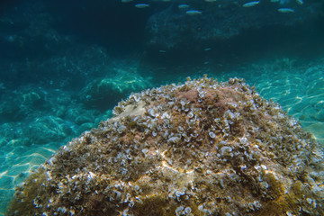 Underwater view of the Ieranto beach, in the southern Italy, Sorrento. The shot is takend during a sunny summer day, with rays of light coming inside the water. Amalfitana, Npoli coast