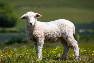 A lamb in the spring sunshine, with a shallow depth of field