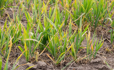 Obraz premium Dry wheat crops, drought and lack of moisture, bad things for crop growth.