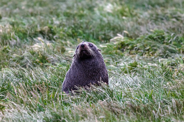 Fur seal on the grass. Cape Katiki point. South Island, New Zealand