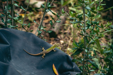 Italian Wall Lizard. Reptile in the wild. Daytime. Habitat in southern Italy (Podarcis waglerianus)