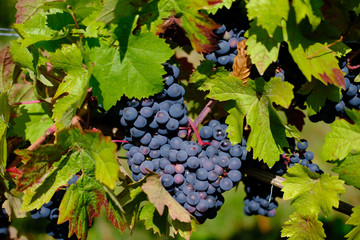 red grapes on vine