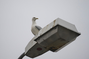 Seagull rest and stands on lighting pole on gray dull sky background.
