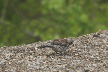 A gray colored bird looking for worms.