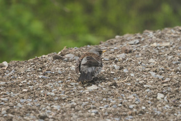 A gray colored bird looking for worms.